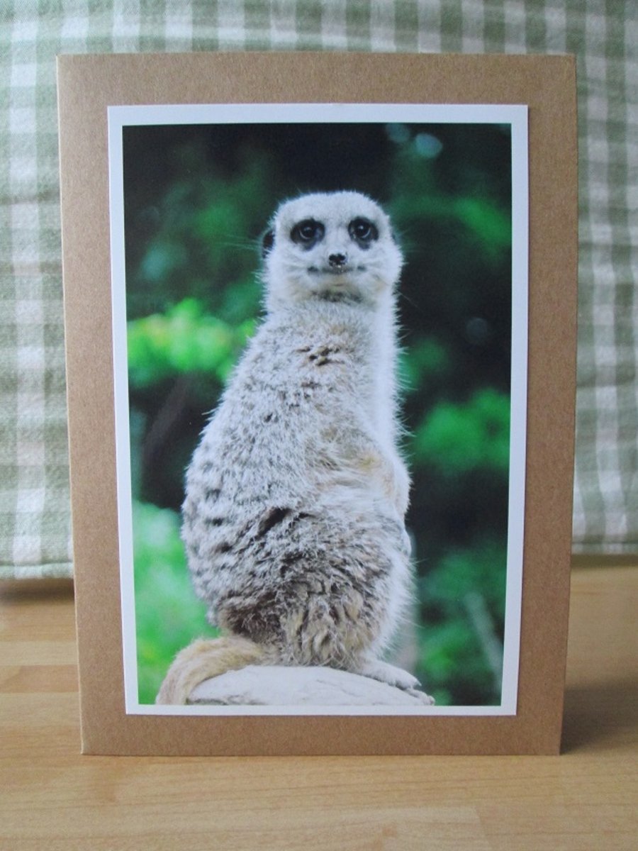 Meerkat Photo Greetings Card
