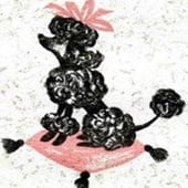 The Perfect Poodle