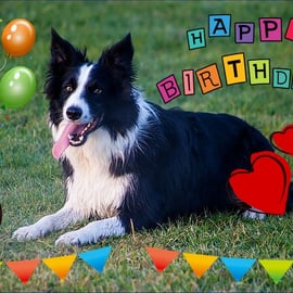 Happy Birthday Collie Dog Card A5