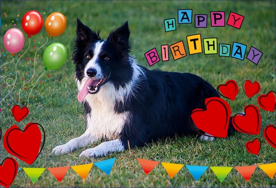 Happy Birthday Collie Dog Card A5