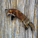 Pouncing Fox Wooden Magnet