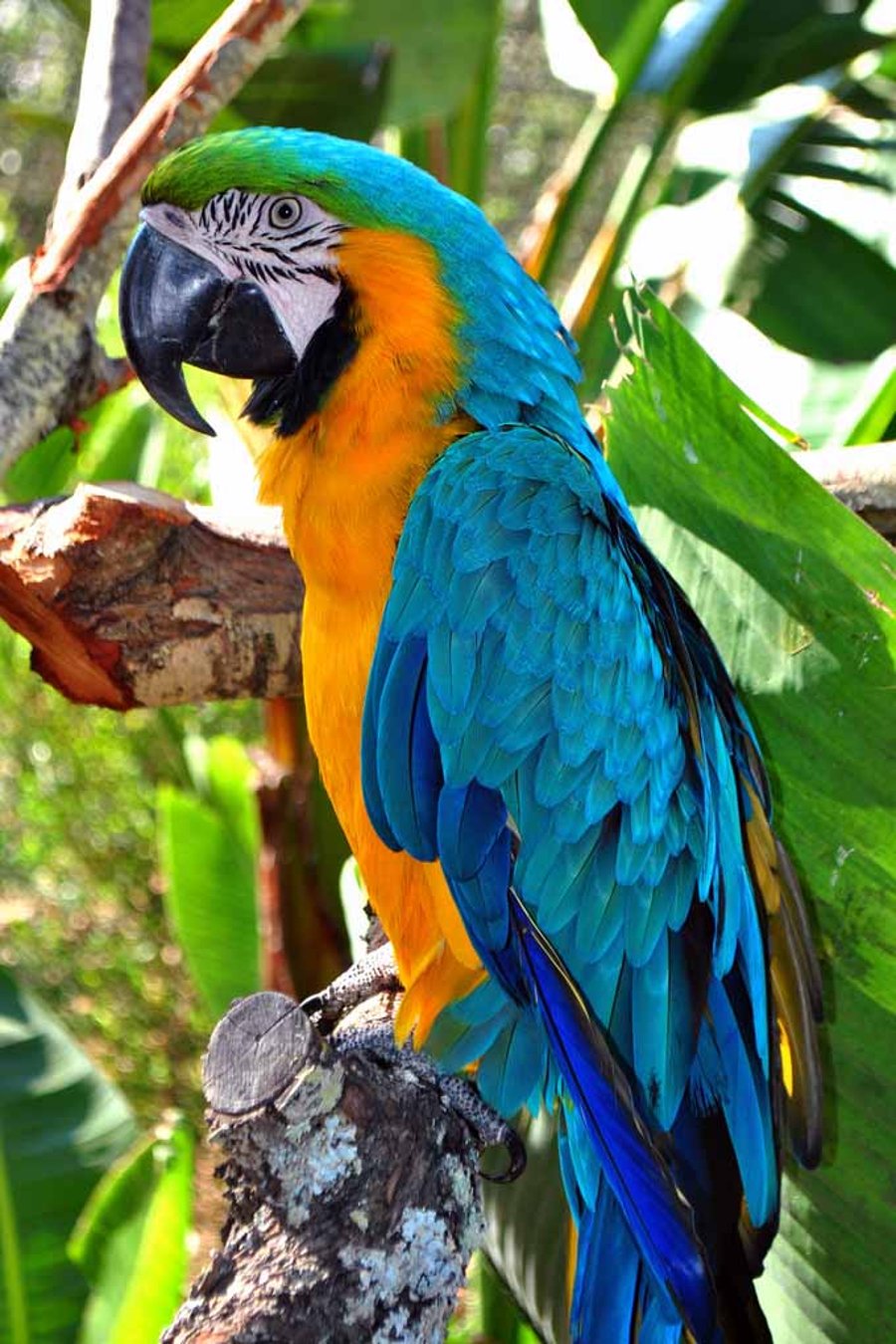 Macaw Parrot Yellow And Blue Bird 12"x18" Print