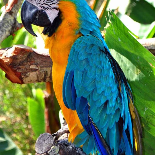 Macaw Parrot Yellow And Blue Bird 12"x18" Print