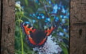 Wildlife