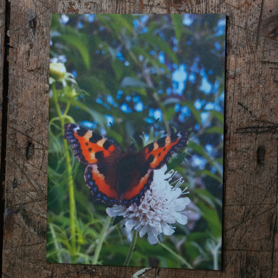 Tortoiseshell Butterfly on a White Scabious, A6 Greetings Card Nature Photo