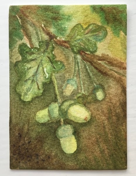 Second Sunday - Acorns ACEO