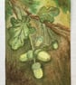 Second Sunday - Acorns ACEO - Image 1
