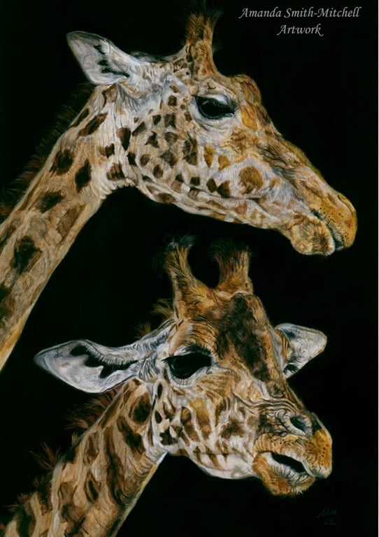 Two Giraffes, an original pastel pencil artwork 