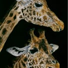 Two Giraffes, an original pastel pencil artwork 
