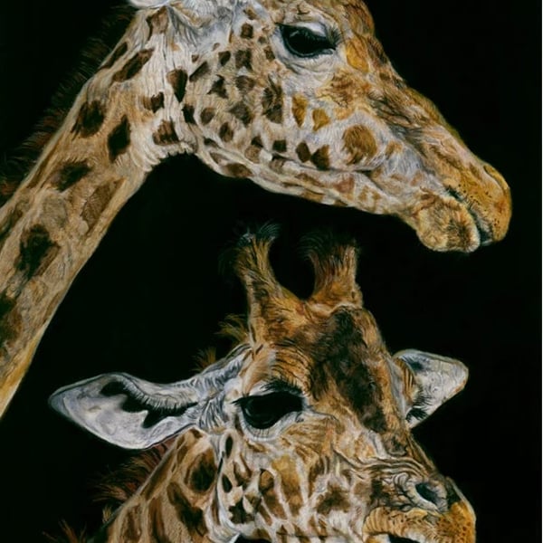 Two Giraffes, an original pastel pencil artwork 