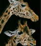 Two Giraffes, an original pastel pencil artwork 