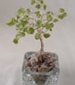 Peridot Gemstone Tree. - Image 2