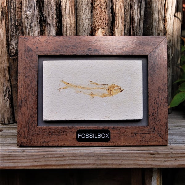 Fossilised fish framed