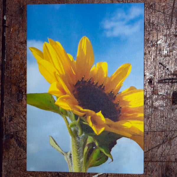 Sunflower, A6 Greetings Card Nature Photography