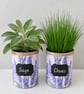 Lavender floral grow your own herb gift set 