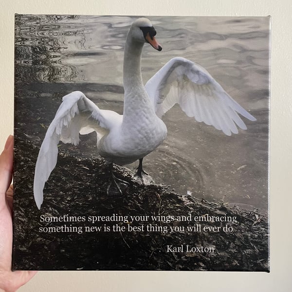 Canvas print of Swan 10" by 10" by Karl Loxton, "Spread your wings"