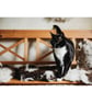 Natural wool felted seat-pad and or a mat for a cat or a small dog   - Image 6