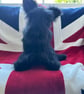 Scottish Terrier pup - Image 4