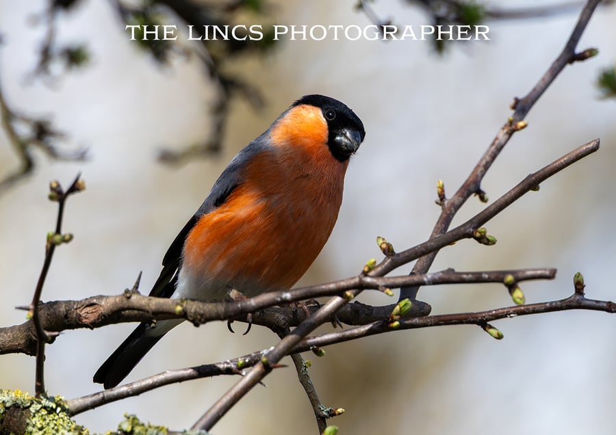 Male Bullfinch print (Limited edition of 10)