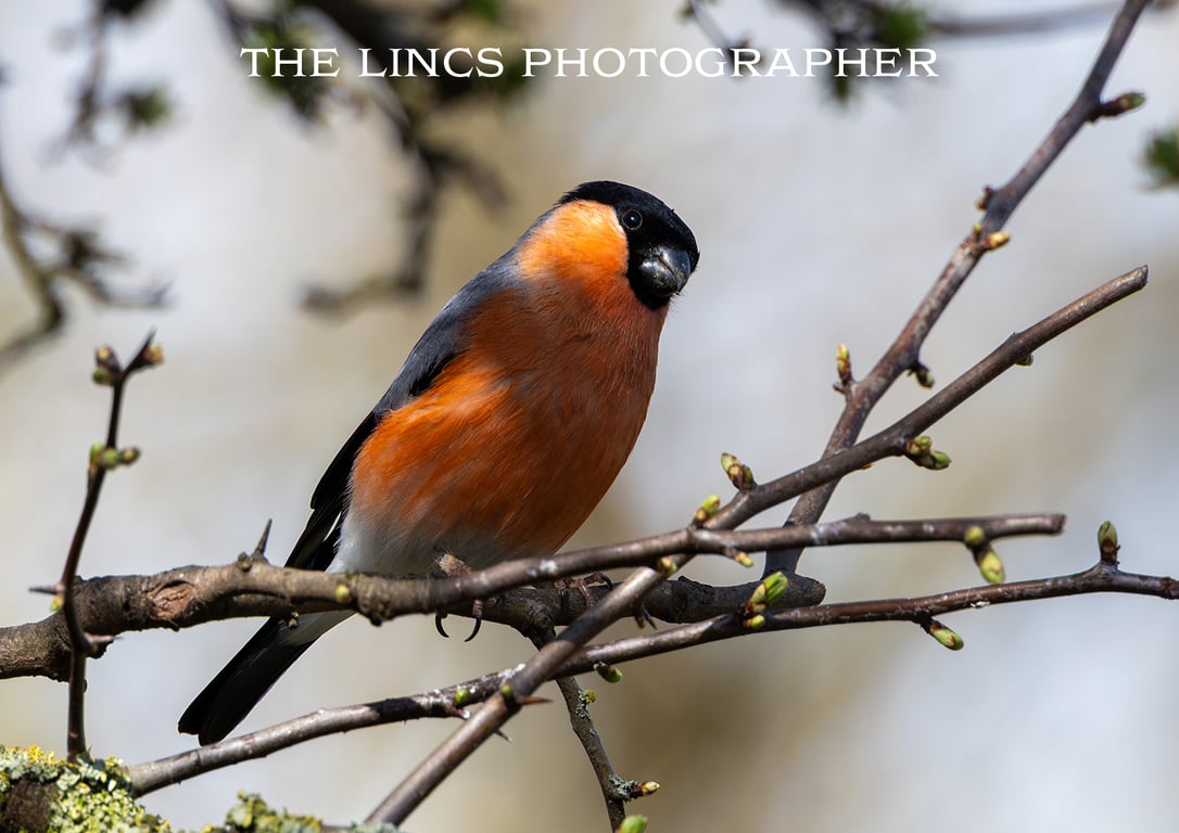 Male Bullfinch print (Limited edition of 10)