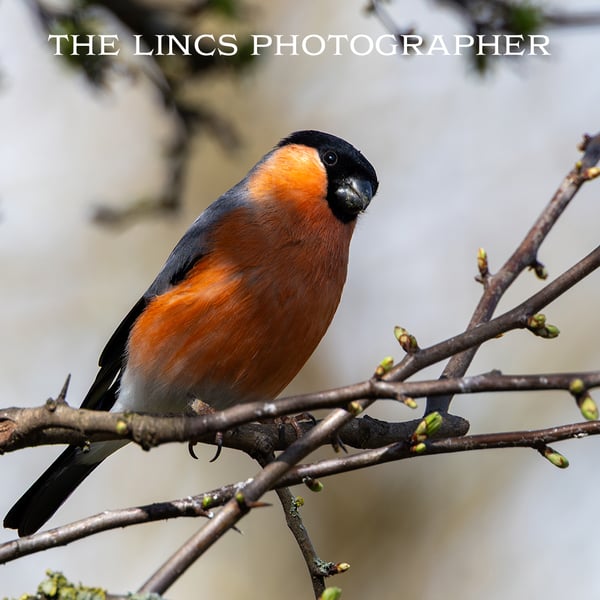 Male Bullfinch print (Limited edition of 10)