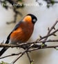 Male Bullfinch print (Limited edition of 10)