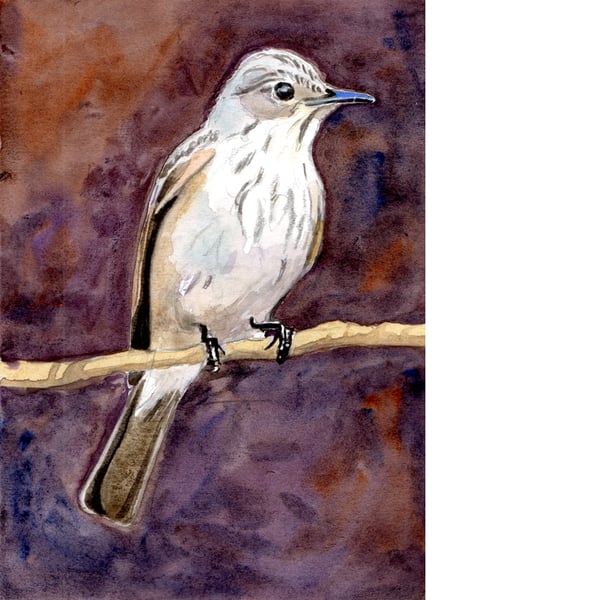 Spotted Fly Catcher. Original watercolour painting