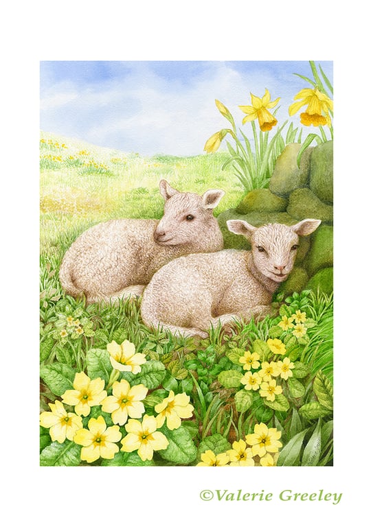 Two Cumbrian Lambs print by Valerie Greeley