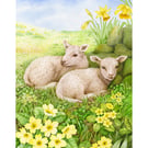 Two Cumbrian Lambs print by Valerie Greeley