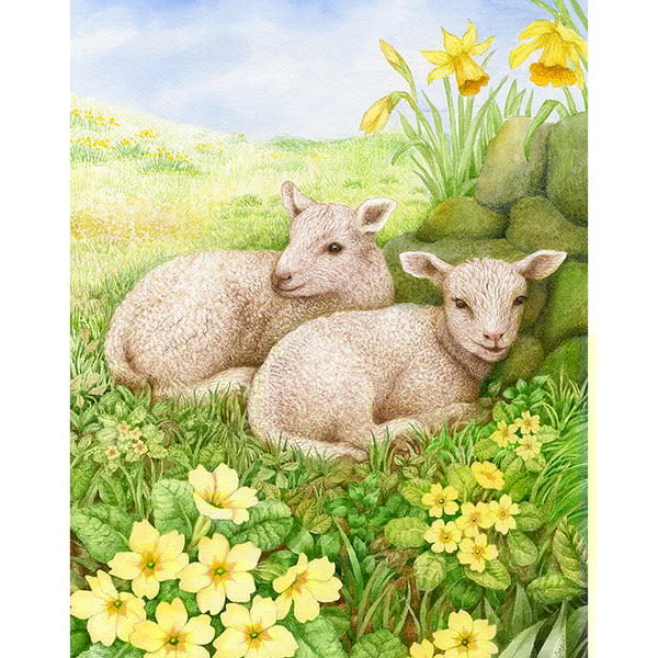 Two Cumbrian Lambs print by Valerie Greeley