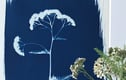 Wild and Weed Botanicals Collection