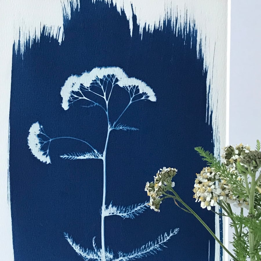 Yarrow Flower, brushes up against Traditional Cyanotype Art