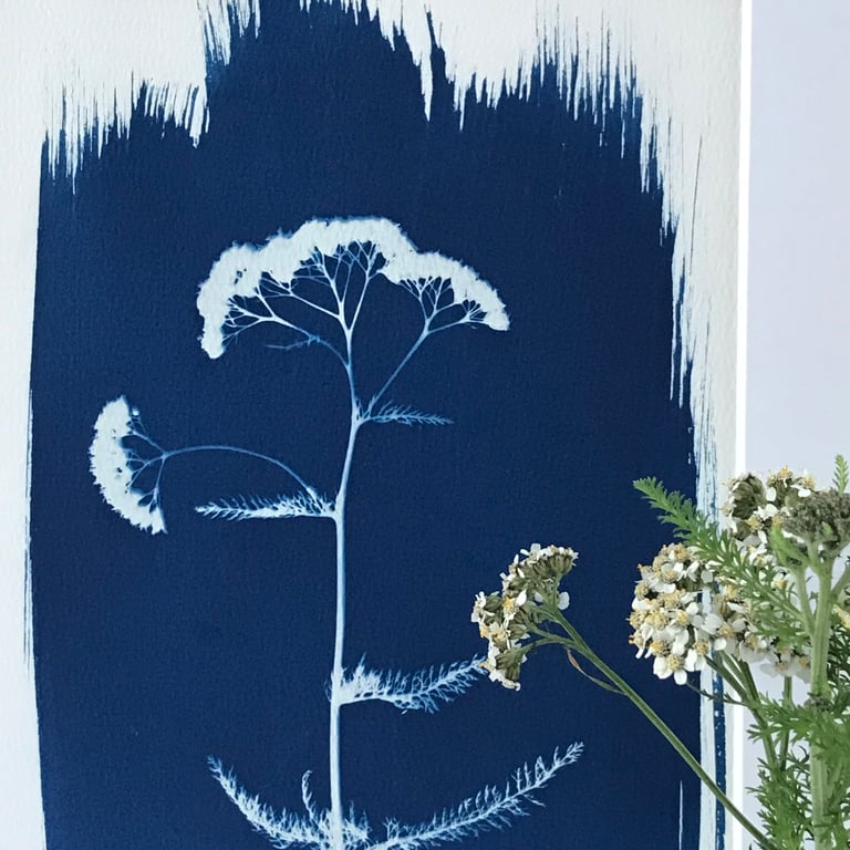 Botanical art, art as gift, Yarrow Flower print, Cyanotype Art