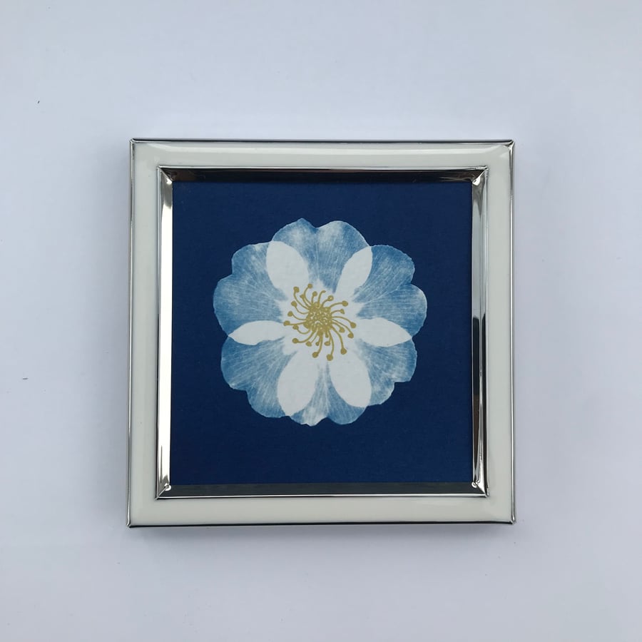 Pretty Botanical Gift, Cyanotype Original Photogram, Botanical Art.