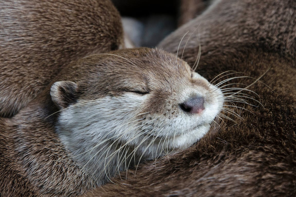 Sleepy otter print