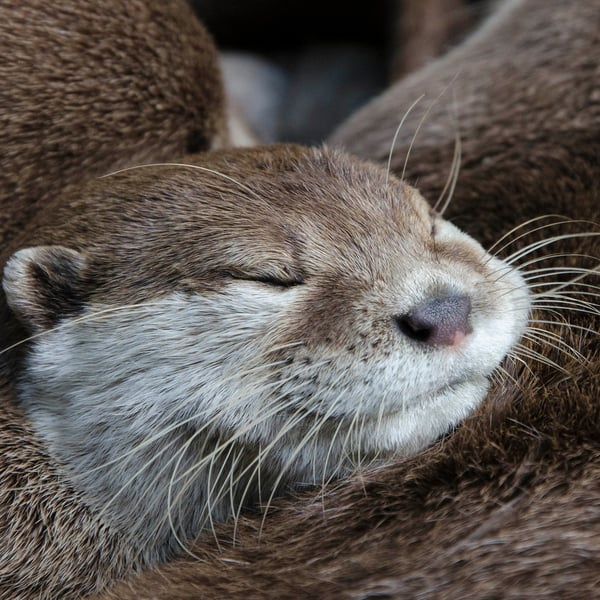 Sleepy otter print