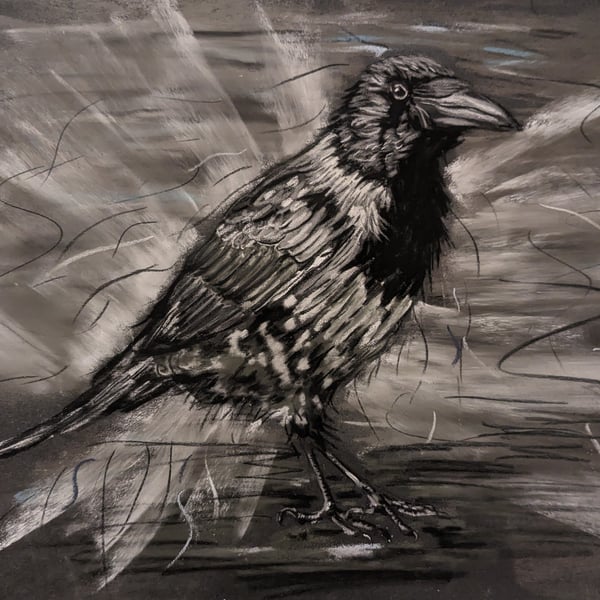 Vienna Crow - An A4 or A3 signed print of an original drawing of a Crow