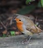 Pack of 6 Robin Cards - Image 3