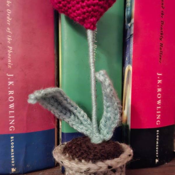 Love Heart Plant
