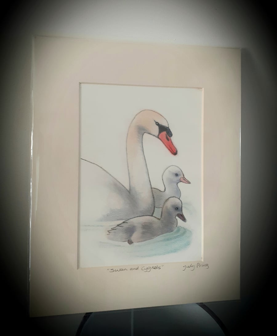 "Swan and cygnets" mounted  original drawing 