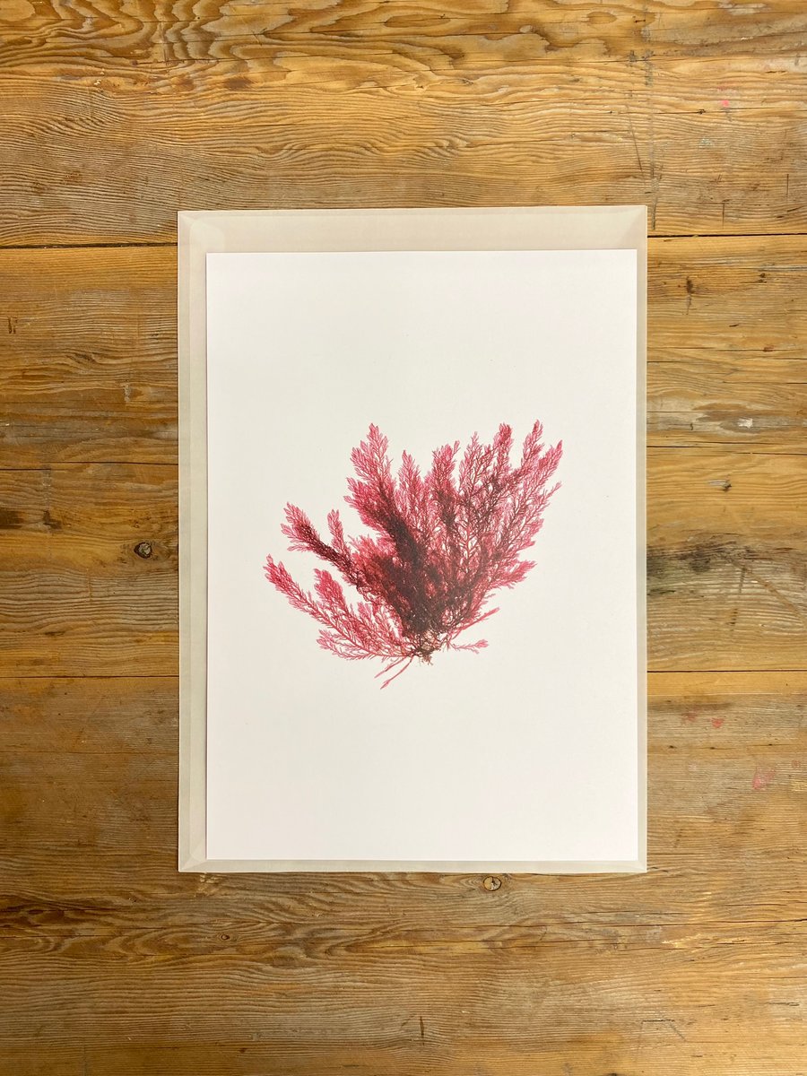 Seaweed art print - Feather Weed