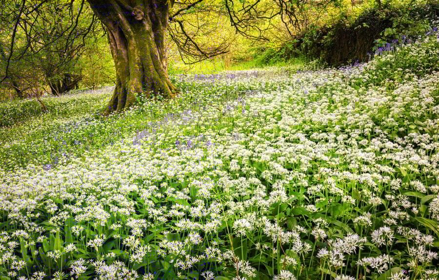 Photography print - Spring Blooms in Cornwall - signed limited edition