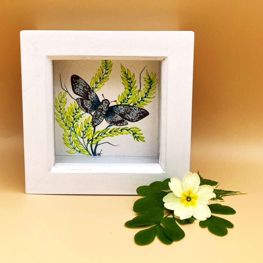 Blue Deaths Head Hawk Moth, original mixed media painting, box framed & signed. 