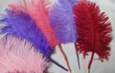 The Ribbon & Feather Box