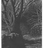 Sylvan Pathway - Image 1
