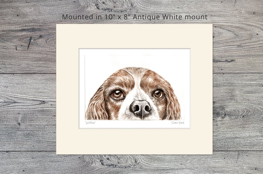 Spaniel Dog Drypoint Print, Short run (no more than 15), 10" x 8" mounted