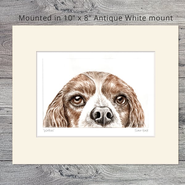 Spaniel Dog Drypoint Print, Short run (no more than 15), 10" x 8" mounted