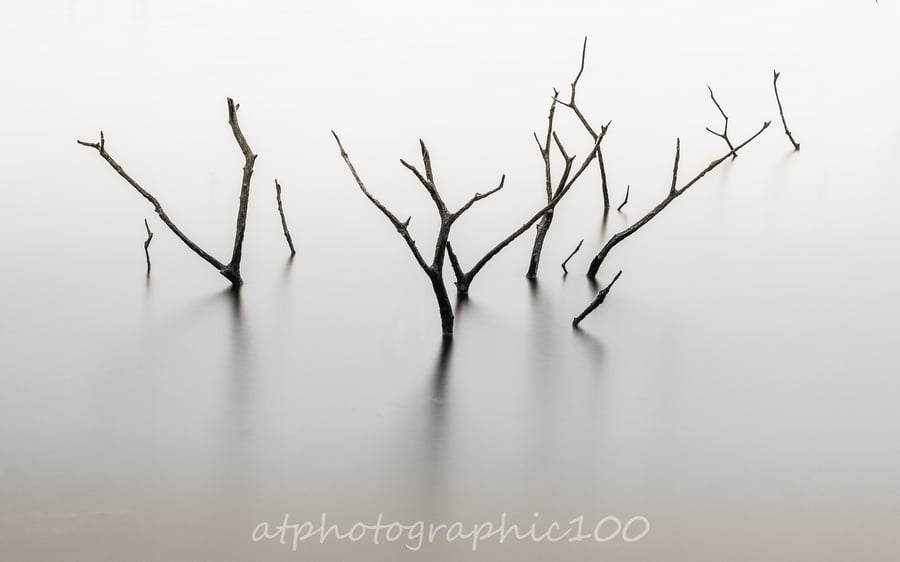 Photograph - Submerged Tree Tops  Limited Edition signed print