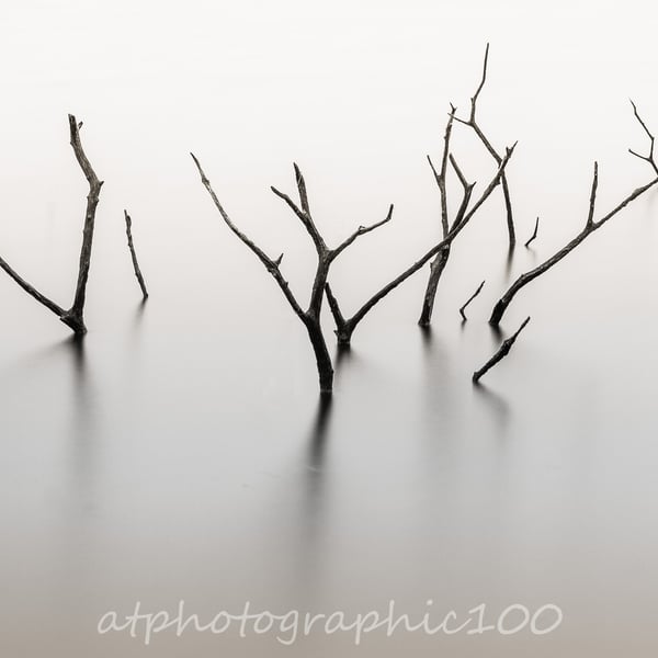 Photograph - Submerged Tree Tops  Limited Edition signed print