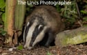 Badger